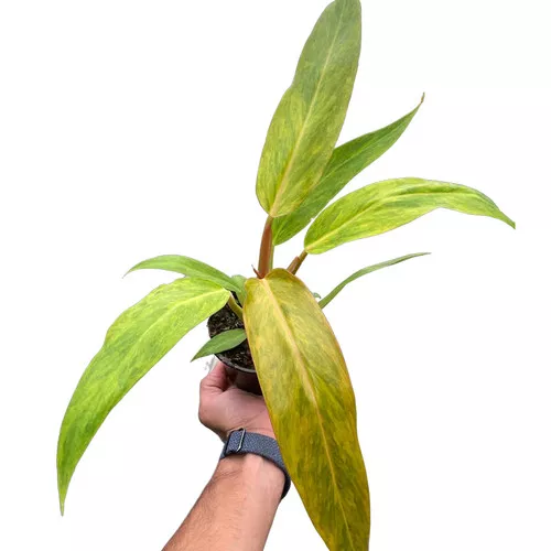 Orange Marmalade Philodendron