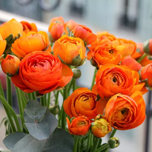 Orange Peony Ranunculus Bulb Kit