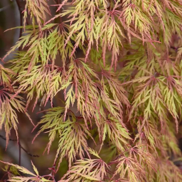 Orangeola Cutleaf Japanese Maple 150Cm B&B