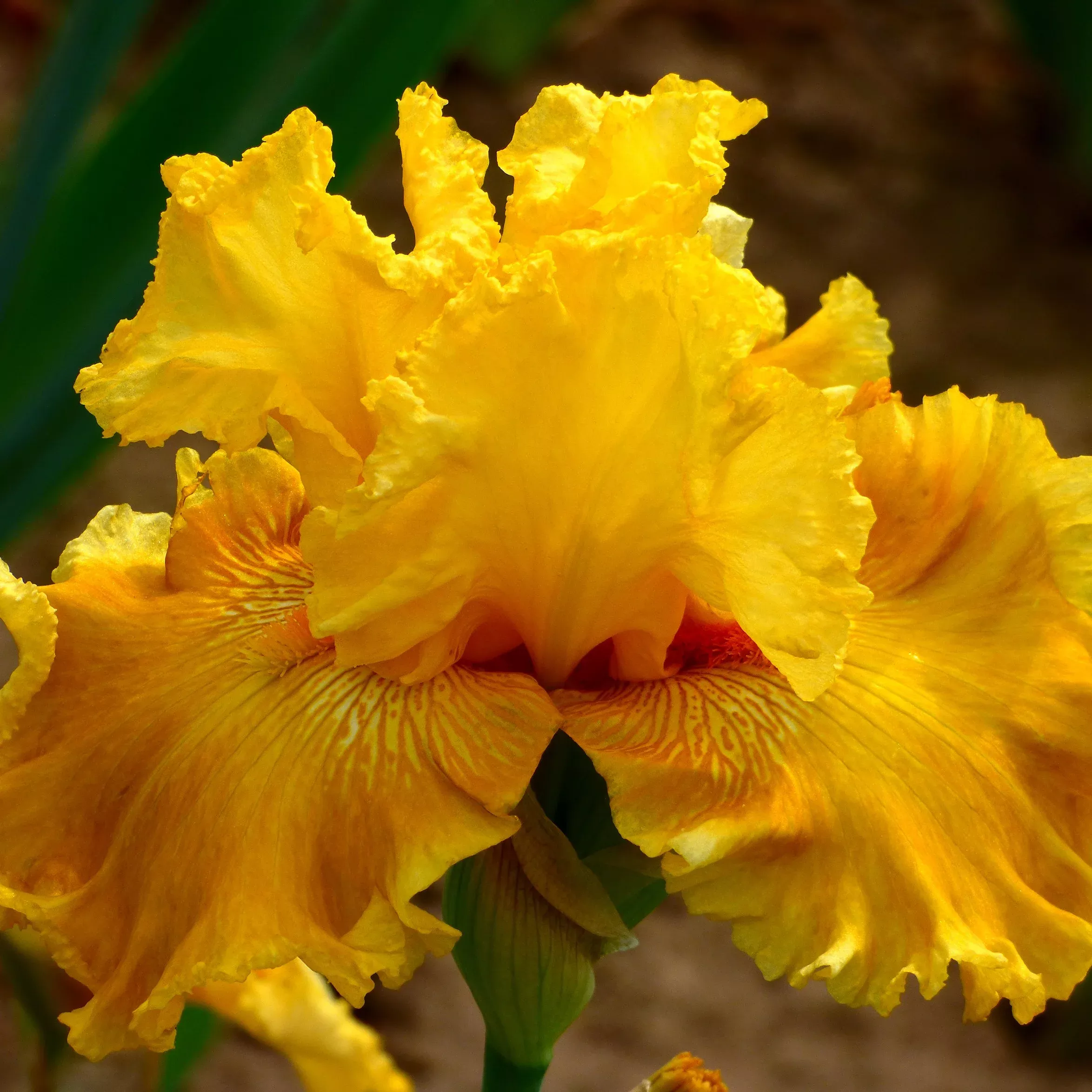 Oregon Firestorm Bearded Iris