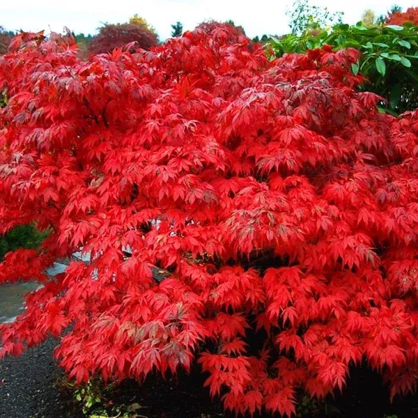 Oregon Sunset Japanese Maple40cm B&B