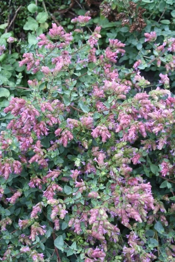 Origanum laevigatum 'Lizzie'
