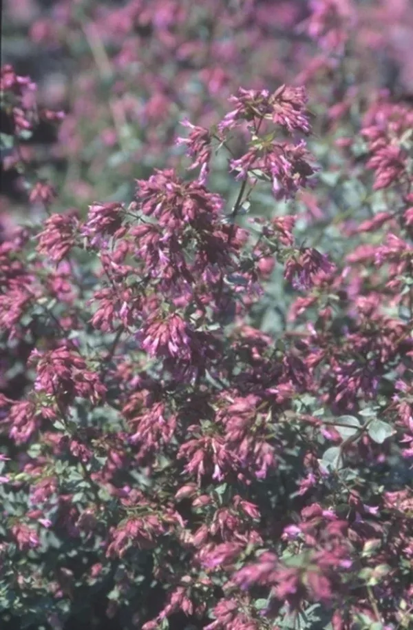 Origanum laevigatum 'Pilgrim'
