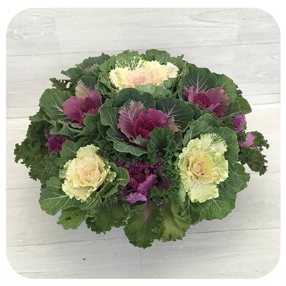 Ornamental Cabbage Bowl