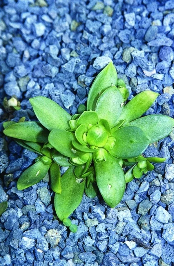 Orostachys aggregata