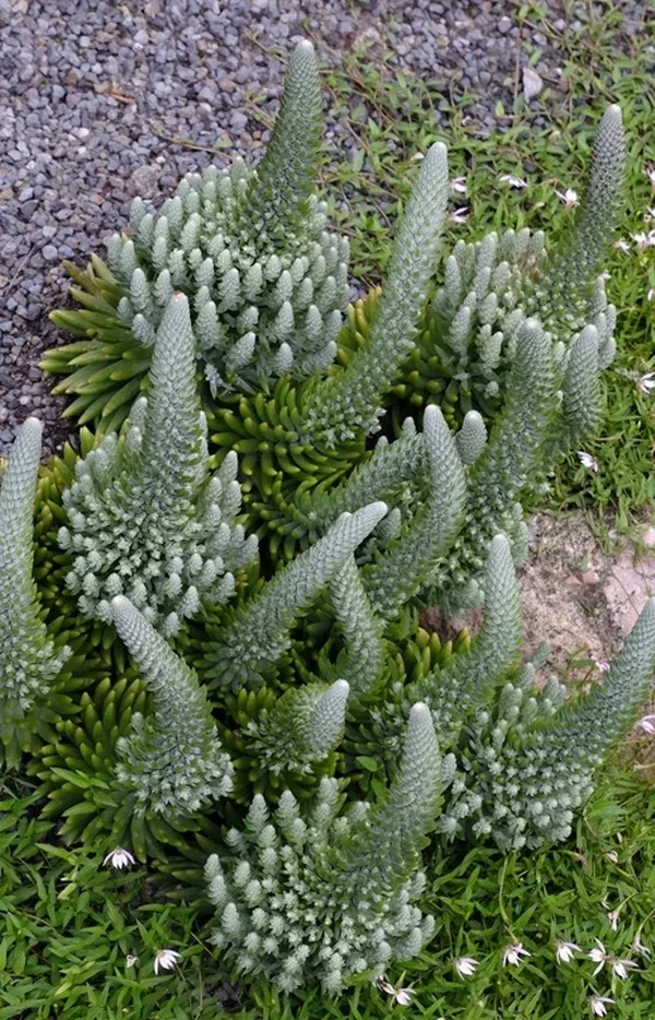 Orostachys 'Crazy Eddie'