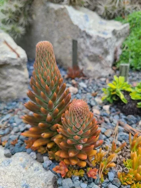Orostachys fimbriata