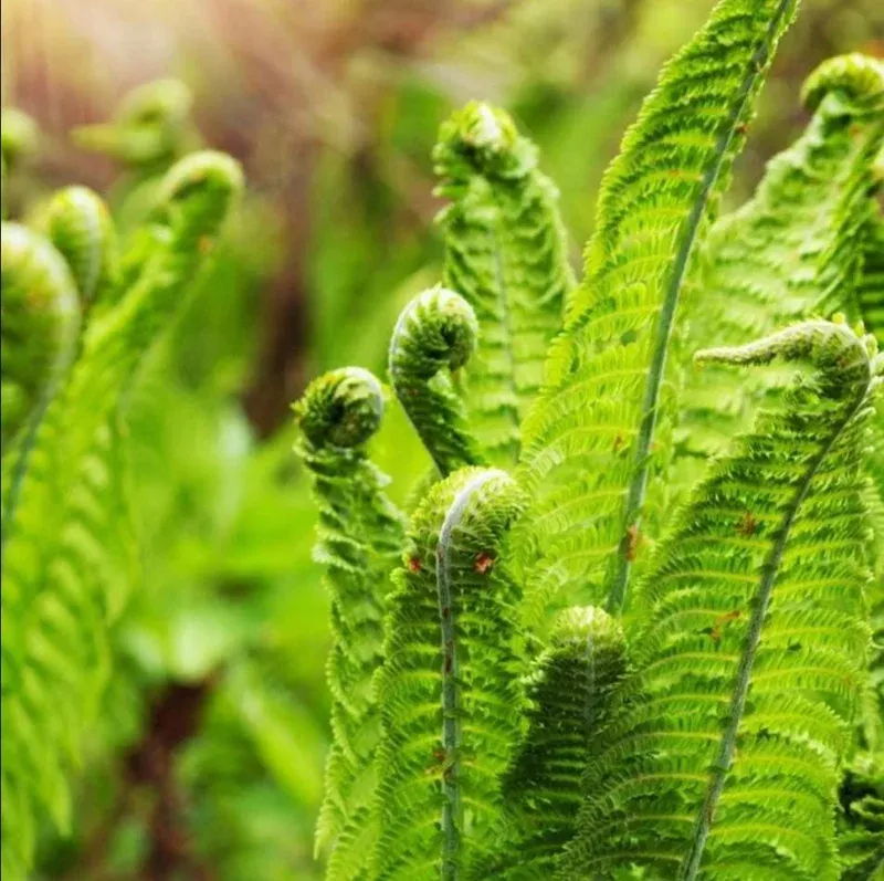 Ostrich Fern Bare Root Plant – Pack of 5 Hardy Fern Rhizomes for Shade, 3-5 Inch Tall