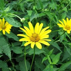 Ox Eye False Sunflower