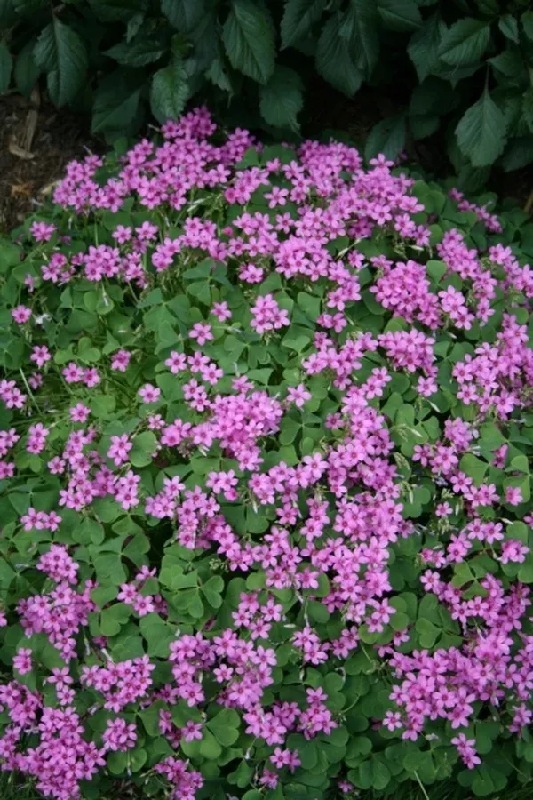 Oxalis crassipes 'Rosea'