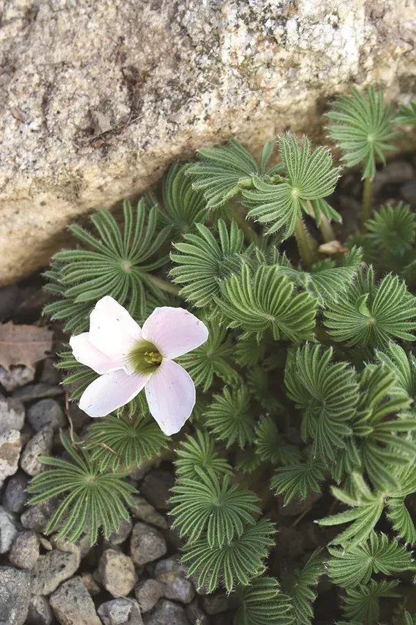 Oxalis palmifrons