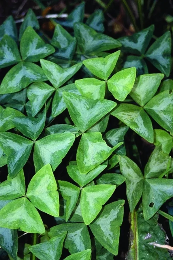 Oxalis triangularis 'Fanny'