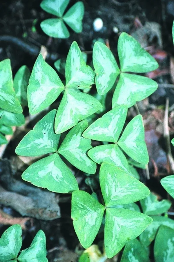 Oxalis triangularis ssp. papilionacea