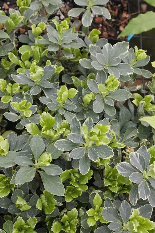 Pachysandra terminalis 'Silveredge'