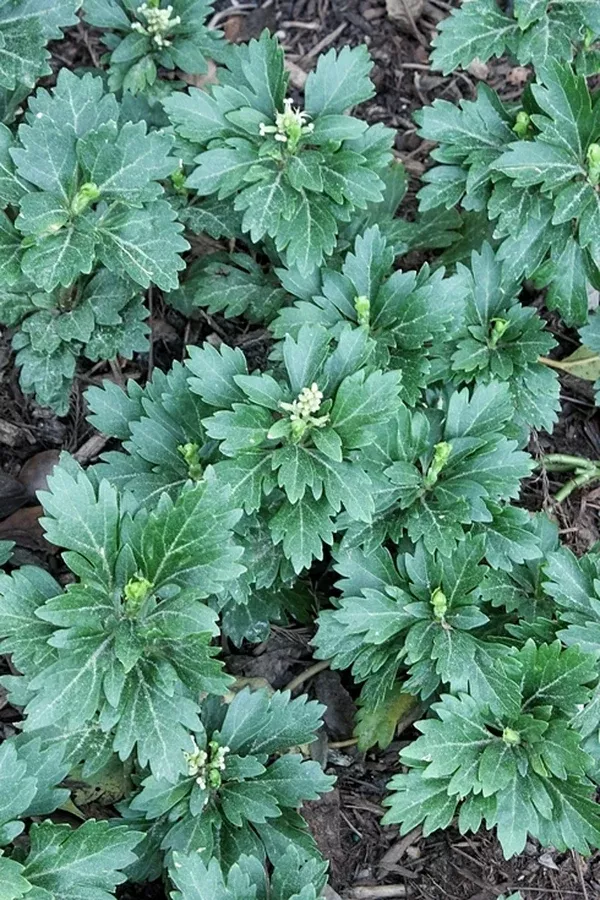 Pachysandra terminalis 'Tiffany'