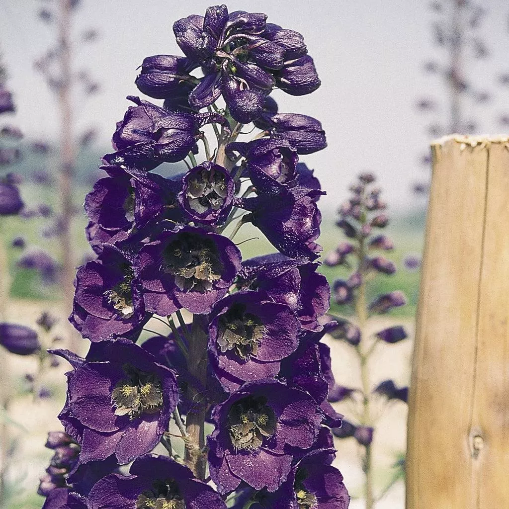 Pacific Giants Black Knight Delphinium