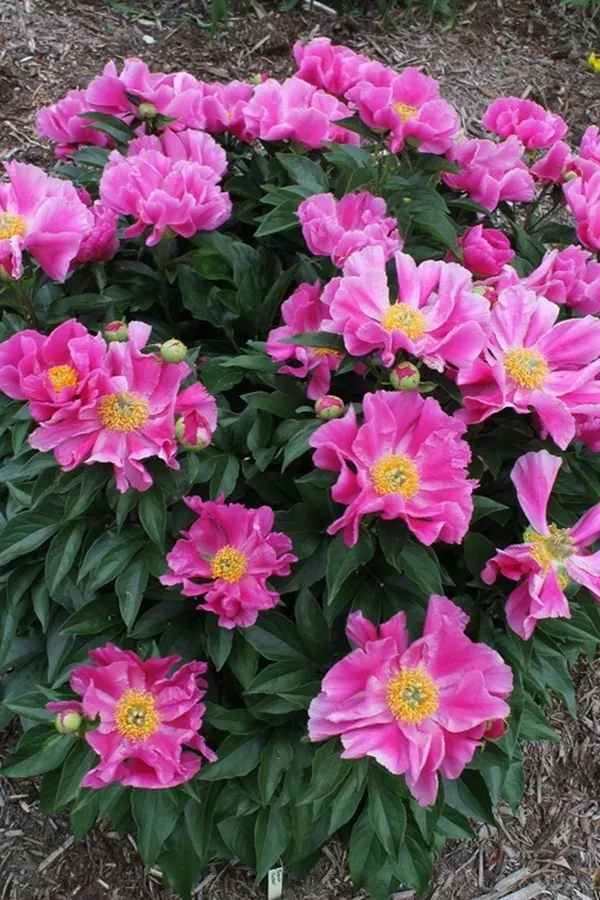Paeonia 'Foxtrot'