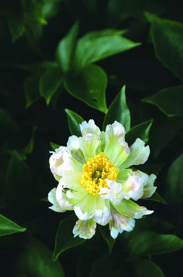 Paeonia 'Green Lotus'