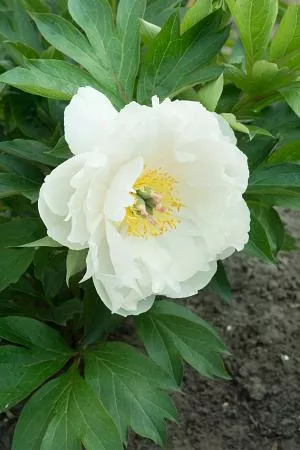 Paeonia Itoh 'Love Affair'