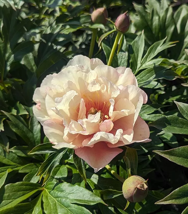 Paeonia Itoh `Scrumdiddlyumptious`