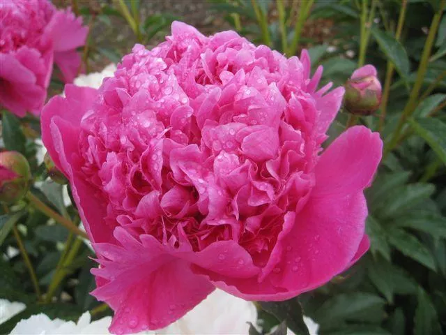 Paeonia Lactiflora `Petite Renee`