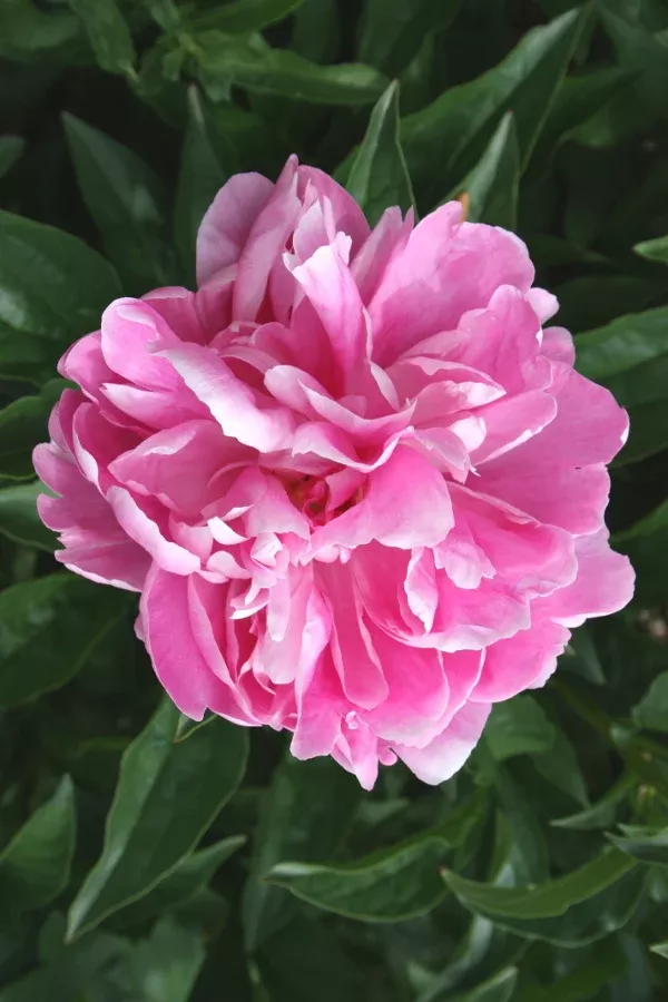 Paeonia 'Lake of Silver'