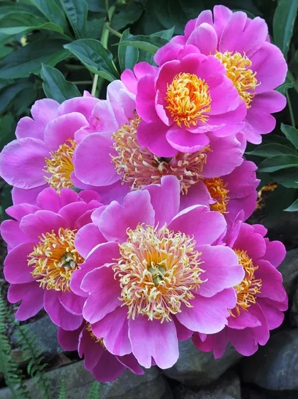 Paeonia 'Le Charme'
