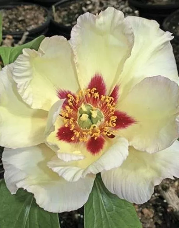 Paeonia 'Pastel Splendor'