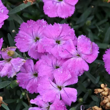 Paint the Town Fuchsia Pinks