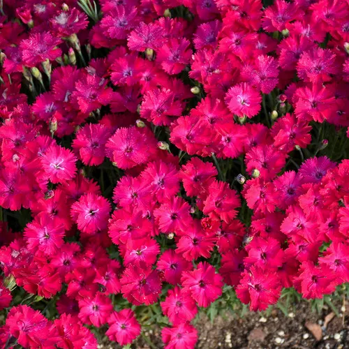 Paint the Town Red Pinks Dianthus
