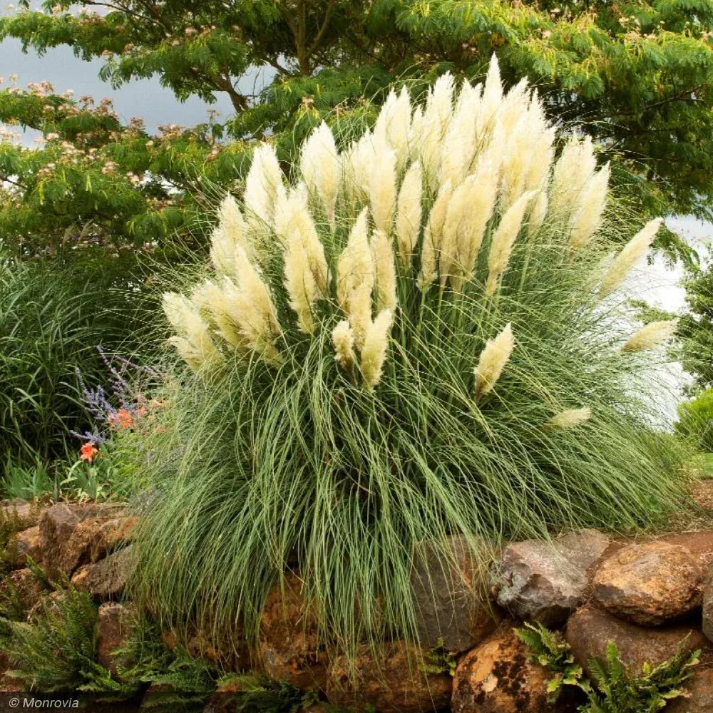 Pampas Grass, Ivory Feather #3