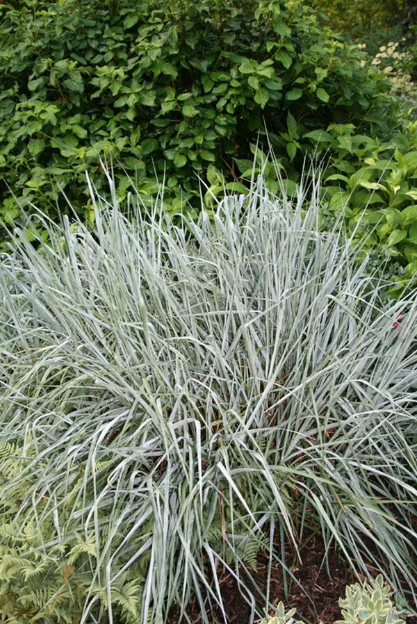 Panicum amarum 'Dewey Blue'