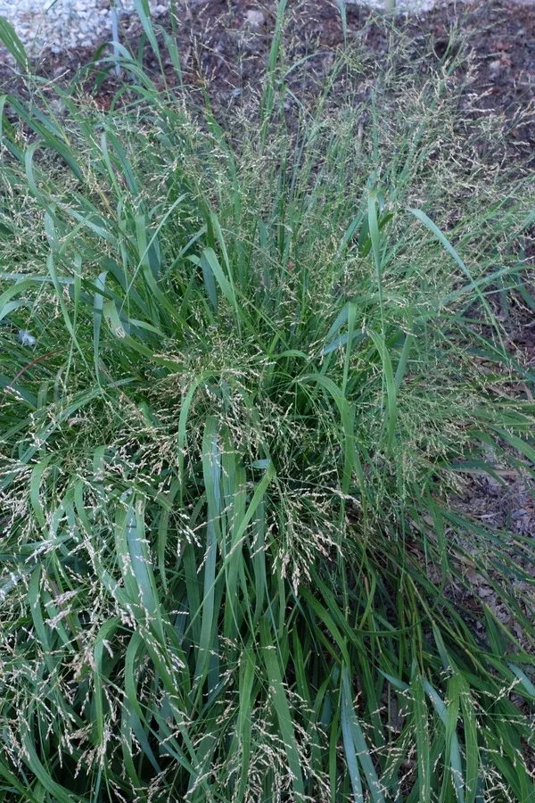 Panicum 'Cape Breeze' PP 24,895