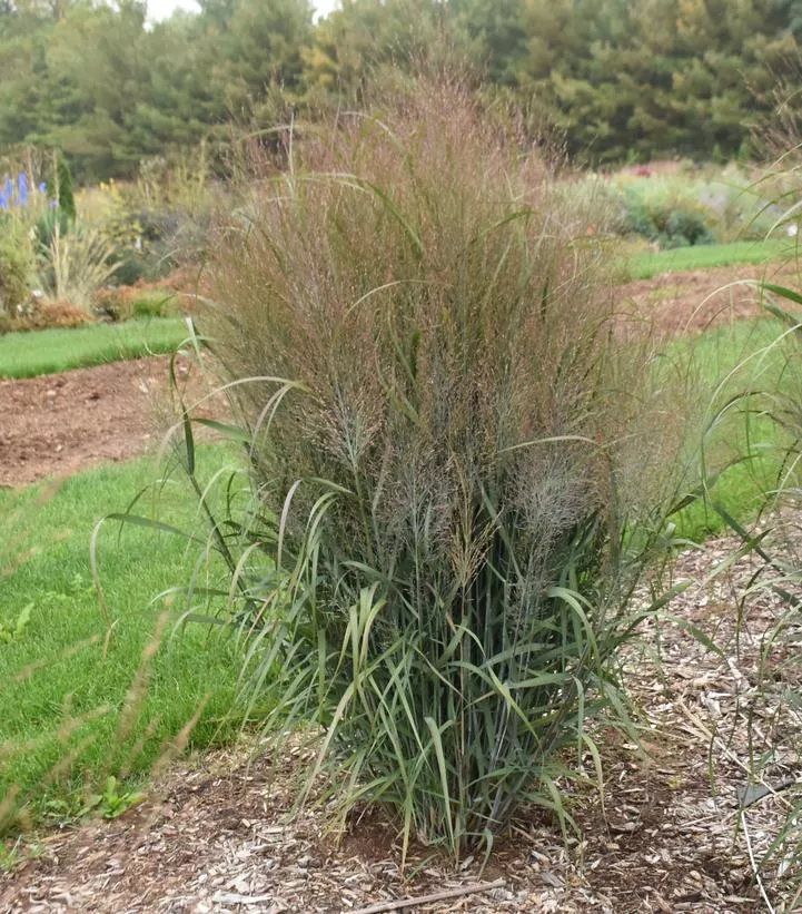 Panicum Prairie Winds `October Sky`