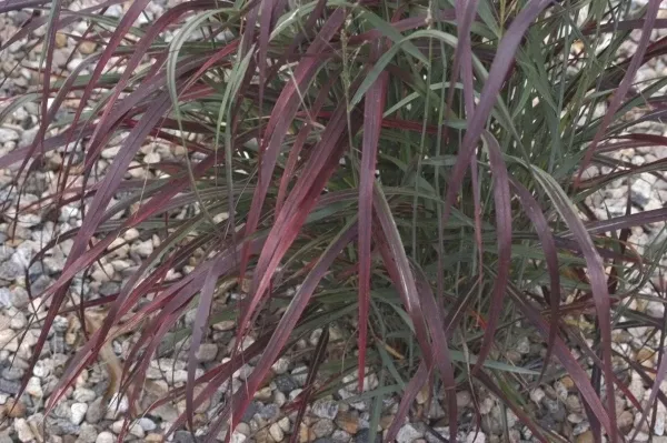 Panicum virgatum 'Ruby Ribbons' PP 17,944