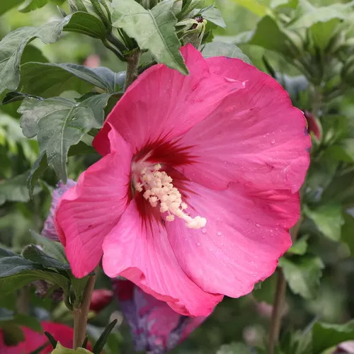 Paraplu Red Rose of Sharon