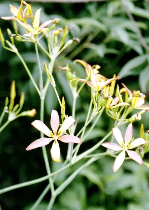 Pardancanda norrisii
