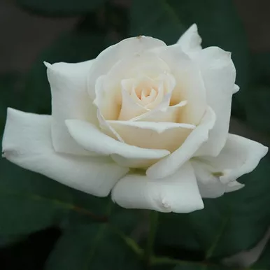 Pascali Hybrid Tea Rose