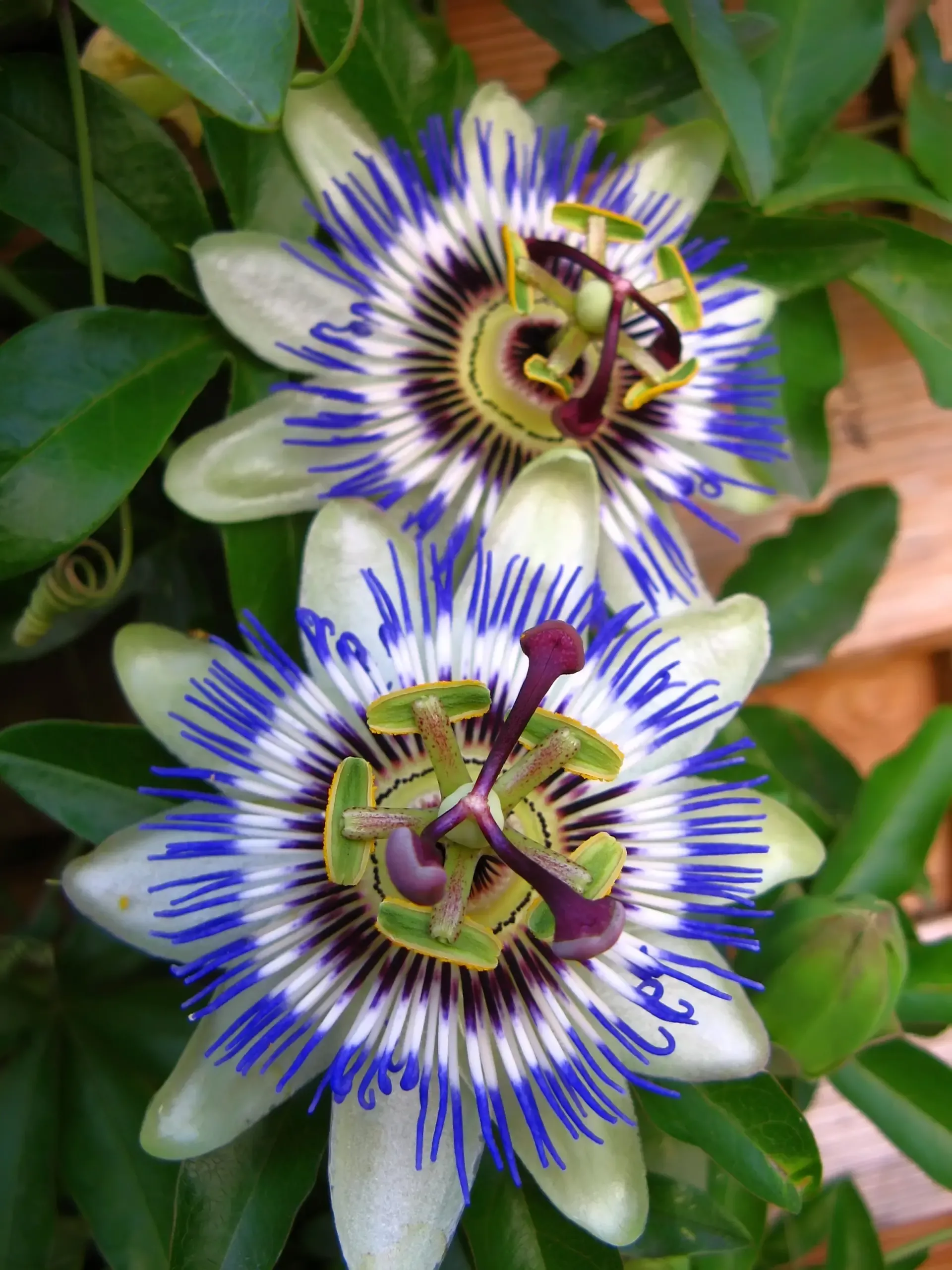 Passion Flower