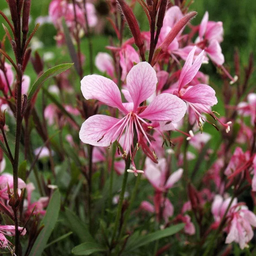 Passionate Blush™ Gaura