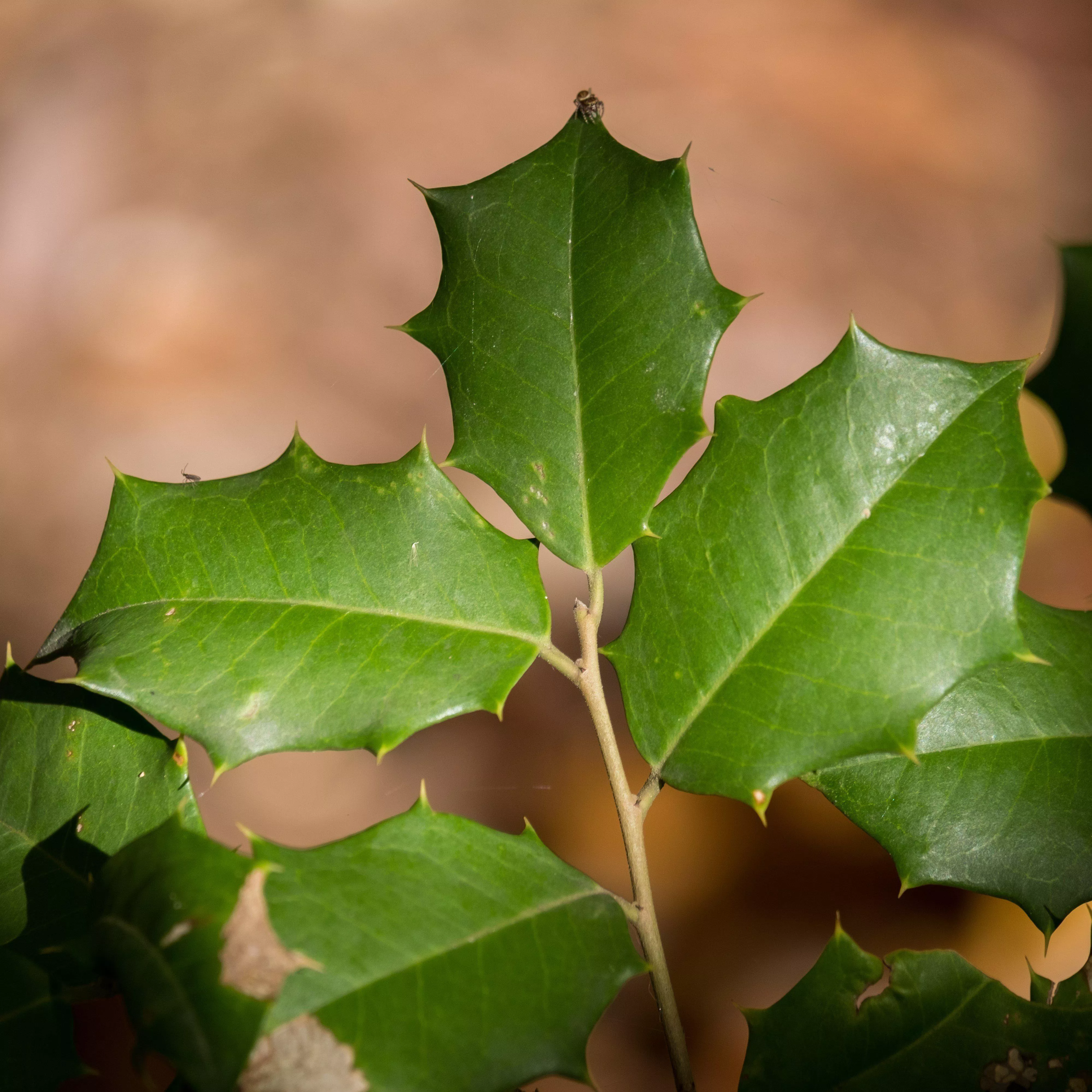 Patterson American Holly