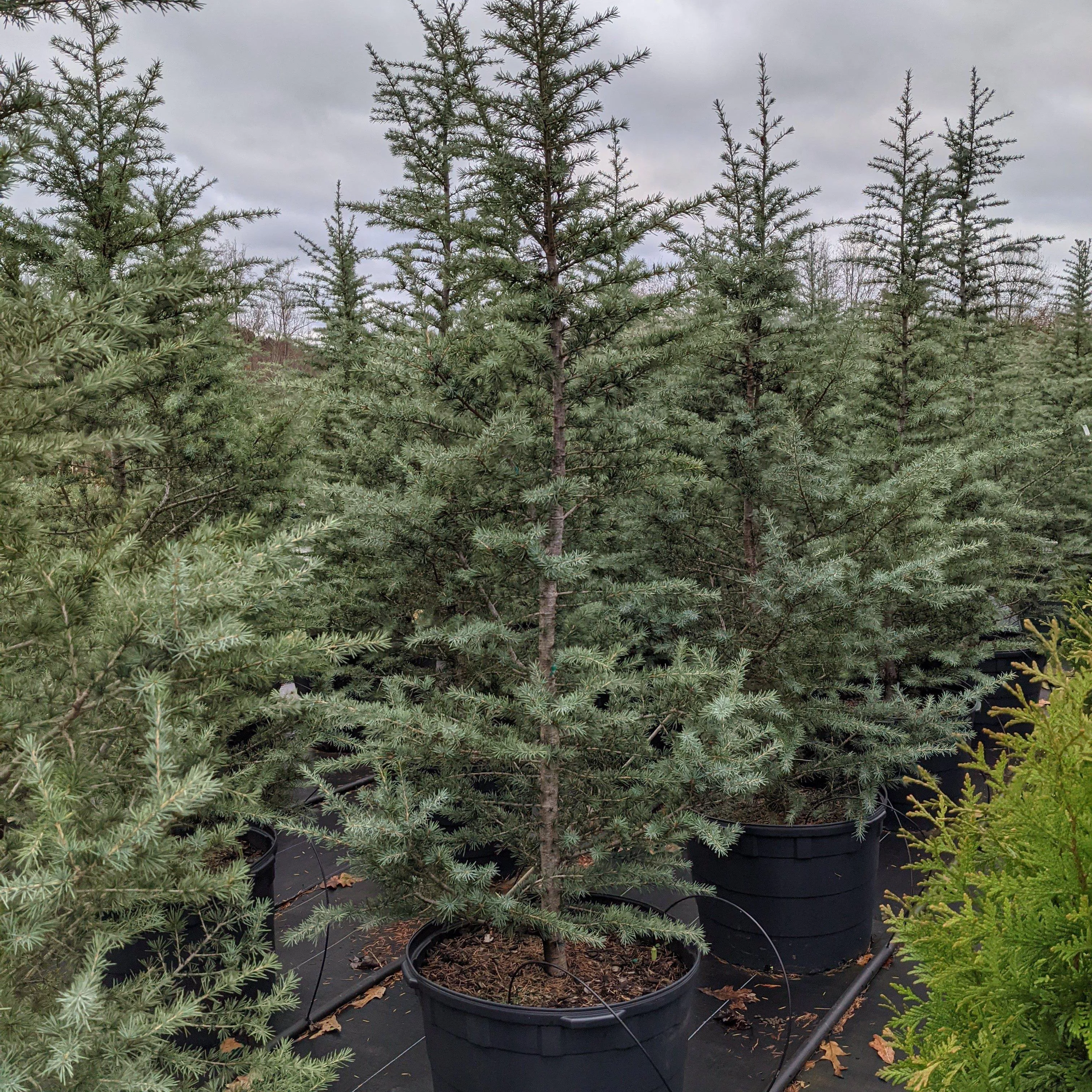 Patti Faye Deodar Cedar