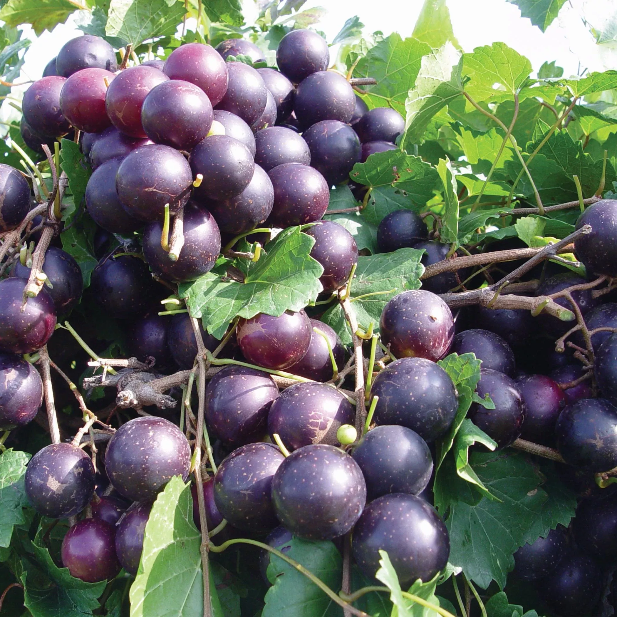 Paulk Muscadine