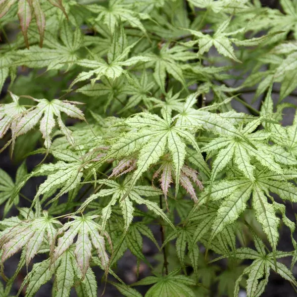 Peaches and Cream Japanese Maple# 3 CG