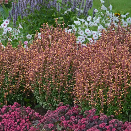 Peachie Keen Agastache