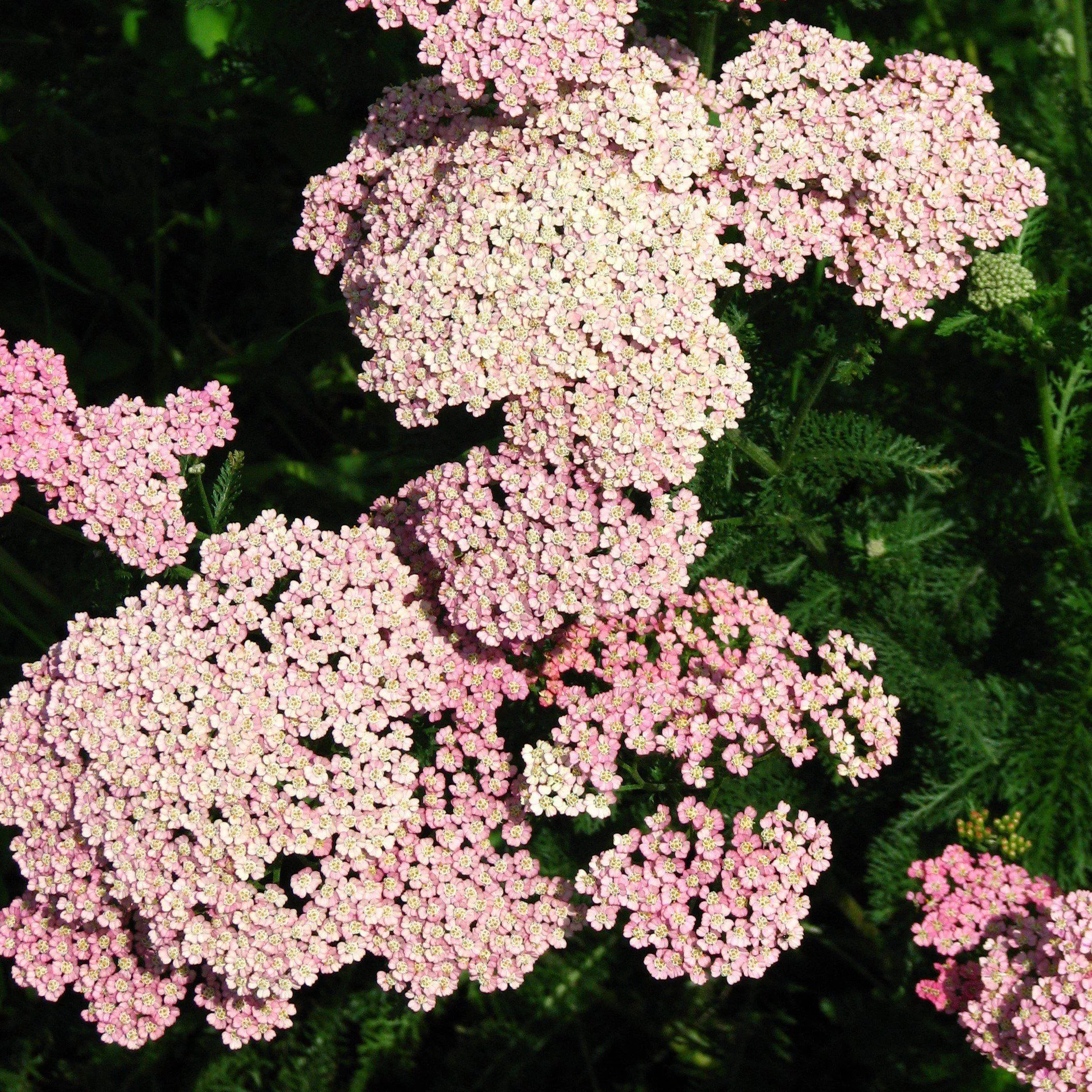 Peachy Seduction Yarrow