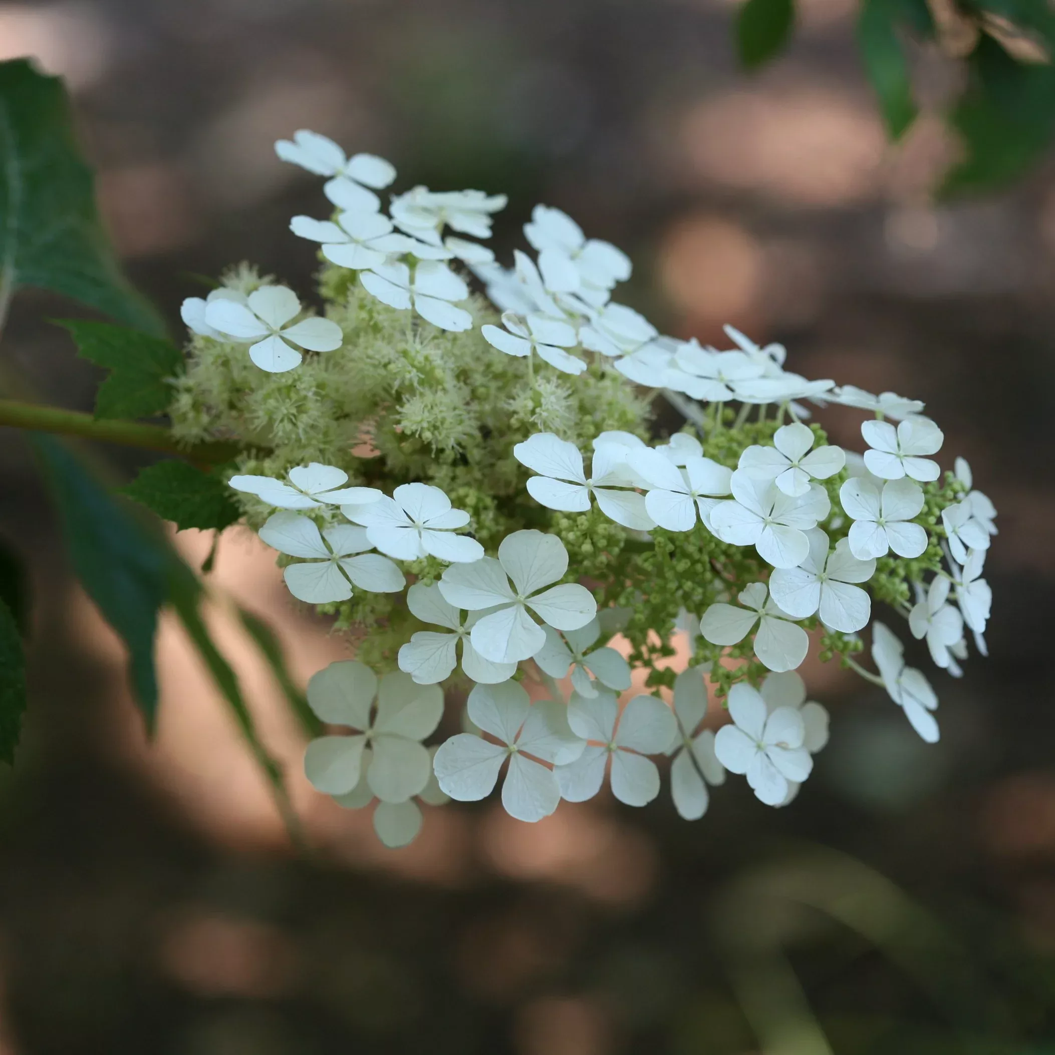 'Pee Wee' Oakleaf Hydrangea