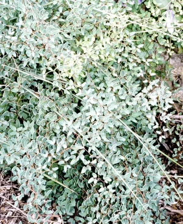 Pellaea ovata coll. #A2T-016