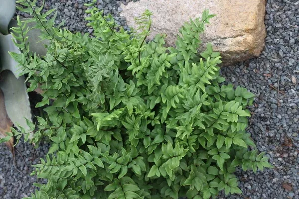Pellaea viridis 'Tiffendell'