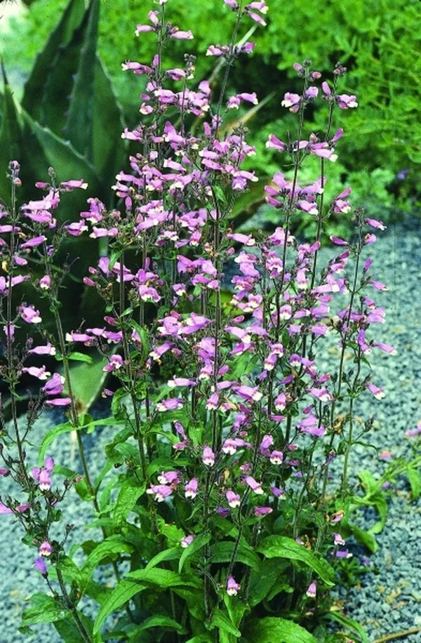 Penstemon australis coll. #A1FL-134